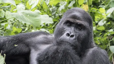 Eastern Lowland Gorillas (Grauer's Gorilla) | Virunga National Park