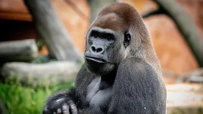 Western Lowland Gorilla – Philadelphia Zoo