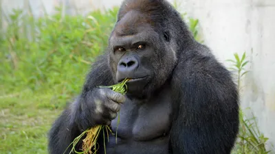 Ozzie, the world's oldest male gorilla, dies at 61 in Atlanta's zoo : NPR