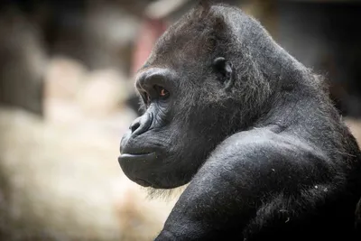 Western Lowland Gorillas - Wilder Institute/Calgary Zoo