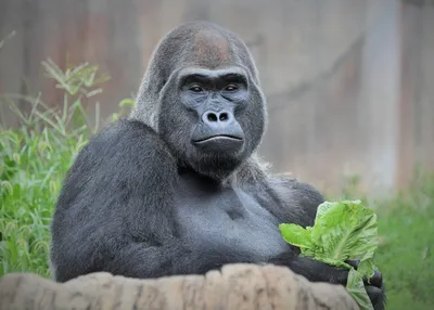 Brookfield, St. Louis zoos swap male gorillas - Riverside Brookfield  Landmark