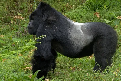 Shabani: The making of a metrosexual gorilla - BBC News