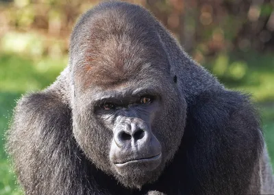 https://buffalozoo.org/buffalo-zoo-mourns-the-loss-of-male-silverback-gorilla/