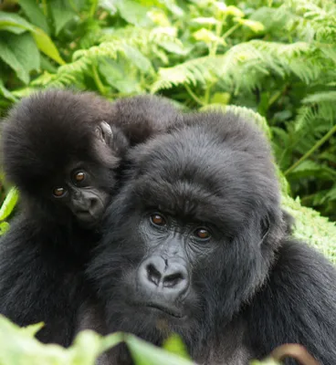 Eastern gorilla - Wikipedia