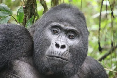 This baby gorilla almost died before a zookeeper held him close. Now he has  a new adoptive mom | CNN