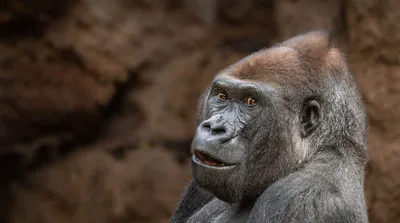 Western Lowland Gorilla - Los Angeles Zoo and Botanical Gardens