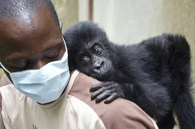 https://www.wgrz.com/article/life/animals/silverback-gorilla-buffalo-zoo-passed-away-loss-mourns/71-6a0d0068-499a-4fba-a5f4-4244a4e01358