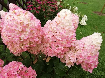 Гортензия метельчатая Sunday Fraise - Гортензия - GardenPlants