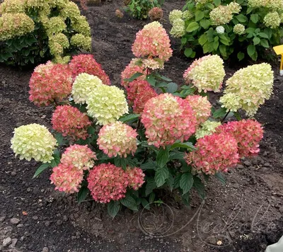 Гортензия Blue Danube (Hydrangea Blue Danube) ᐉ купить с доставкой почтой  по Украине в питомнике Биосад