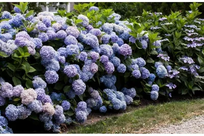 Купить Гортензия крупнолистная ПерфекшнHydrangea macrophylla Perfection - в  питомнике Флорини