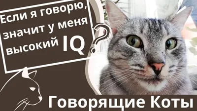 Говорящие Коты, которые четко говорят. Их можно понять без переводчика |  Город Кошек | Дзен