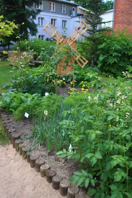 В ботаническом саду ТУ открыта овощная грядка для детей - Vestnik Tartu