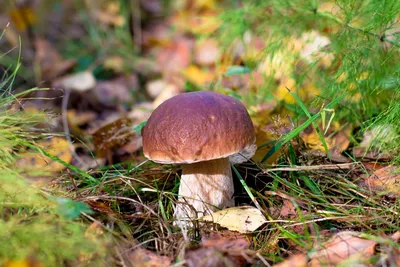 Боровик гриб съедобный (67 фото) - 67 фото