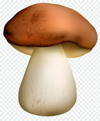 Картинки для детей белый гриб (38 лучших фото)