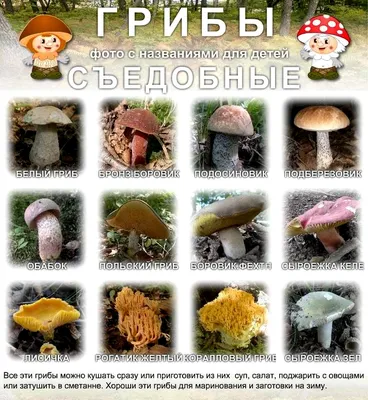 Фотоконкурс «Тихая охота»: боровик на весь противень и фиолетовый гриб |  bobruisk.ru