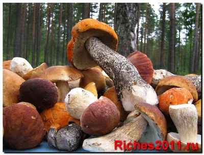 Чем полезны грибы — инструкция в картинках. | Дом, отдых, туризм