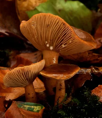 Пластинчатые грибы — Википедия