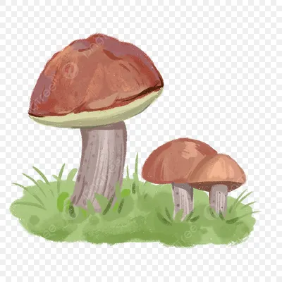грибы на траве PNG , гриб, трава, растет PNG картинки и пнг PSD рисунок для  бесплатной загрузки