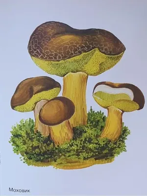 Грибы — стоковые фотографии и другие картинки Съедобный гриб - Съедобный  гриб, Белый фон, Изолированный предмет - iStock