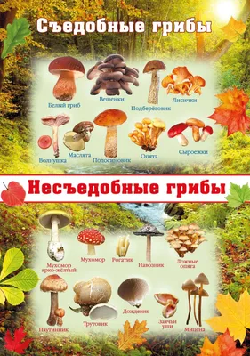 Съедобные и несъедобные грибы в картинках - 64 фото