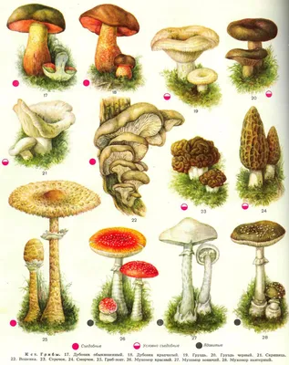 много разных видов грибов на выставке, грибы картинки, грибы, гриб фон  картинки и Фото для бесплатной загрузки