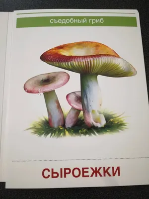 грибы и виды грибов, виды грибов картинки фон картинки и Фото для  бесплатной загрузки