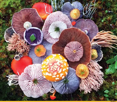 картинки : природа, Осень, Грибок, Грибы, Осенний цветок, Съедобный гриб,  Шиитаке, Лекарственный гриб 3168x4752 - - 393277 - красивые картинки -  PxHere