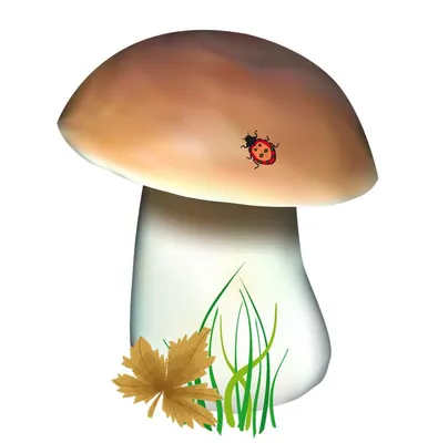 Осеннее макро-вдохновение: грибы в фотографиях читательницы \"Чайки\"  Кристины - Chayka.lv