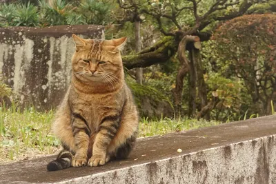 Грустный котёнок плачет. Слёзы на…» — создано в Шедевруме