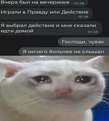 Усталый, грустный, утомленный. Портрет усталого кота. Кот забавно  придерживает лапой щеку и грустно смотрит зелеными глазами. Кот серый,  пушистый и очень усталый. Коту все надоело Stock Photo | Adobe Stock