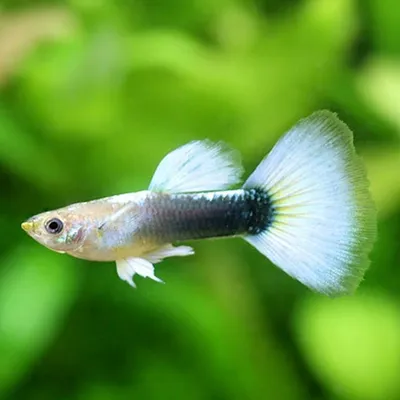 Купить красную гуппи guppy - Danio.com.ua