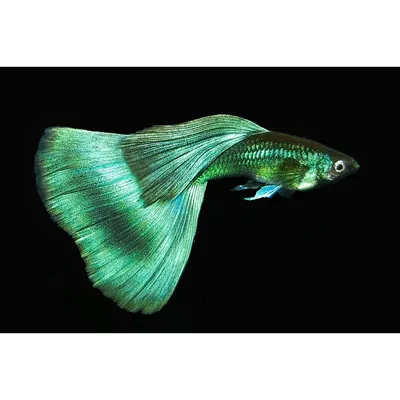 Гуппи Эндлера Japan Blue - Endler's guppy Neon Blue - Рыбки - Nano Fish