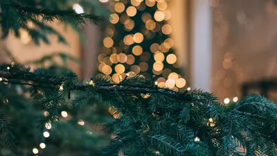 Скачать 1920x1080 рождественская елка, новый год, рождество, блики, боке,  ветка, ель обои, картинки full hd, hdtv, fhd, 1080p