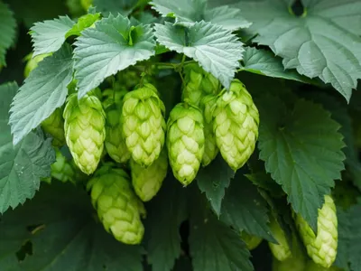 Home - Fresh Hop Ale Festival