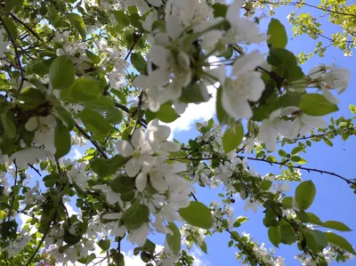 Яндекс.Картинки | Apple flowers, Apple blossom flower, Flower pictures