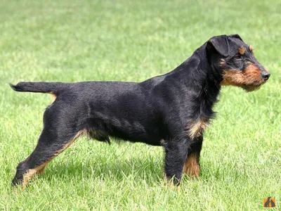 Немецкий ягдтерьер (Deutcher Jagdterrier) (Породы собак) ягдтерьер фото,  ягдтерьер купить, щенки ягдтерьера, ягдтерьер видео, собака ягдтерьер,  порода ягдтерьер, немецкий ягдтерьер, купить щенка ягдтерьера Энциклопедия  о животных EGIDA.BY