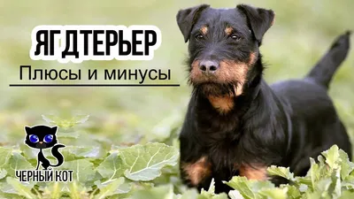 Ягдтерьер спас семью от змеи - k-9.ru