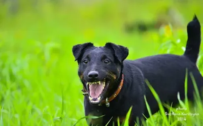 Фотографии к статье: Немецкий ягдтерьер (Deutscher Jagdterrier) / Советы по  уходу и воспитанию породы собак, описание собаки, помощь при болезнях,  фотографии, дискусии и форум.