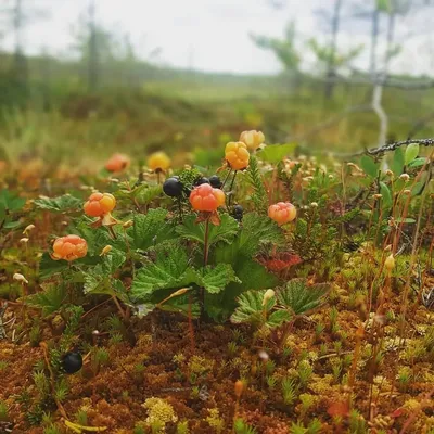 Морошка / Rubus chamaemorus - World of Berries