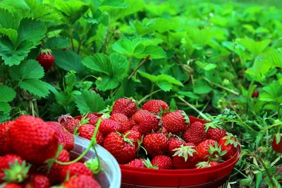 За что садоводы так любят ягоду Викторию 🍓? | Фруктомания 🍒 🍎 | Дзен