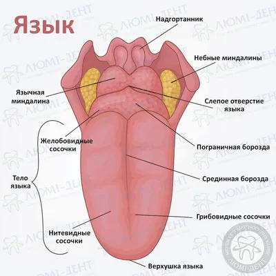 Смайлик показывает язык Stock Vector | Adobe Stock