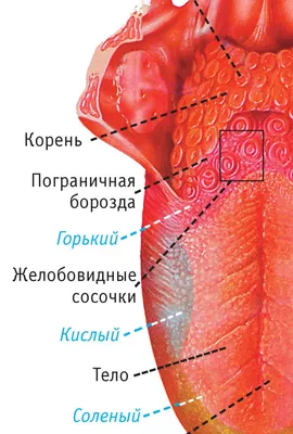 Прыщ На Языке 9 Причин Как Убрать ЛюмиДент