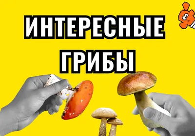 Удивительные и интересные факты о пчелах