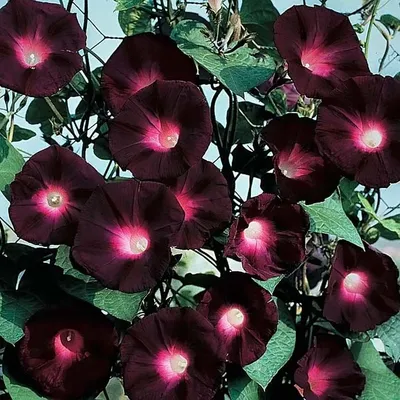 Ipomoea PURPUREA 'BLACK KNIGHT' (Ипомея): купить 3 семени c доставкой  почтой 🌸 Адениум дома