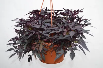 Каталог семян овощей и цветов оптом и в розницу Seminis, De Ruiter, Sakata  Ornamentals