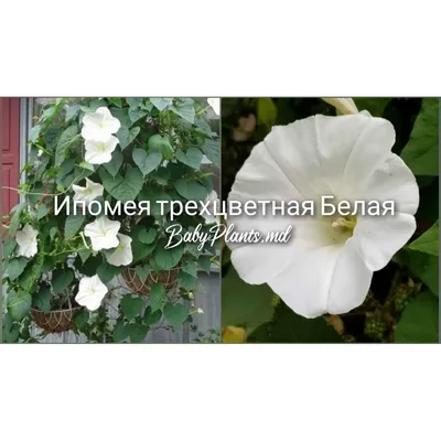 Ипомея пурпурная - Heavenly blue - 135 семена - Ipomoea purpurea – Garden  Seeds Market | Бесплатная доставка