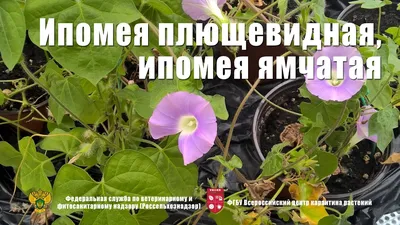 Ипомея Нил Виолет