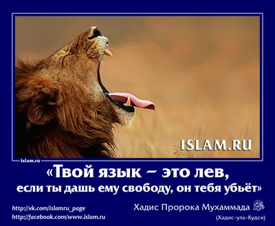 Мусульманские картинки, статусы, цитаты🌺🌺🌺 | ВКонтакте