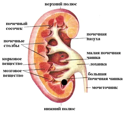 Камни в мочевыводящих путях - Заболевания почек и мочевыводящих путей -  Справочник MSD Версия для потребителей