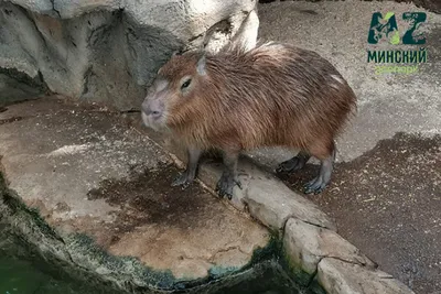 Плюшевая игрушка Капибара, Capybara, Мягкая игрушка капибара 18 см,  Водосвинка (ID#1789950306), цена: 290 ₴, купить на Prom.ua